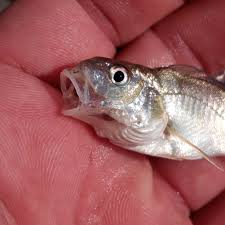 Image result for Micropogonias undulatus