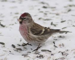 Attēlu rezultāti vaicājumam “Carduelis flammea male”