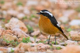 Image result for Phoenicurus moussieri