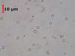 Attēlu rezultāti vaicājumam “Basidiodendron”