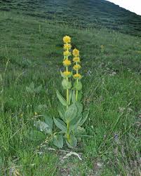 Attēlu rezultāti vaicājumam “Gentianaceae”
