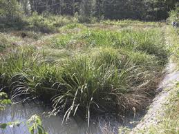 Attēlu rezultāti vaicājumam “Glyceria maxima fruit”