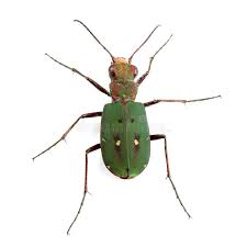 Attēlu rezultāti vaicājumam “Cicindela campestris imago”