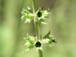 Attēlu rezultāti vaicājumam “Stachys palustris fruit”