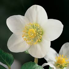 Image result for Christrose