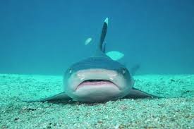 Image result for Triaenodon obesus