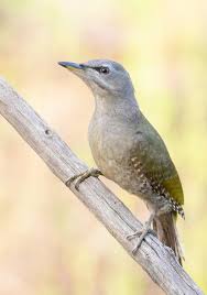 Attēlu rezultāti vaicājumam “Picus canus female”