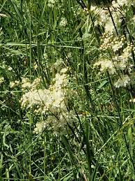 Image result for Filipendula vulgaris