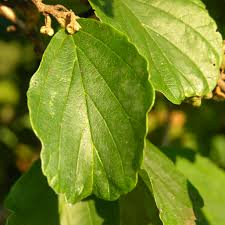 Attēlu rezultāti vaicājumam “Hamamelis vernalis leaf”