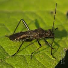 Attēlu rezultāti vaicājumam “Alydus calcaratus”