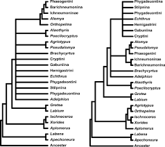 Attēlu rezultāti vaicājumam “Diphyus latebricola”