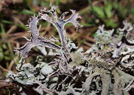 Attēlu rezultāti vaicājumam “Pseudevernia furfuracea”