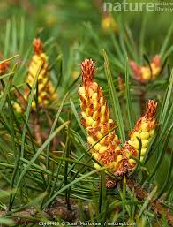 Attēlu rezultāti vaicājumam “Pinus sylvestris male flower”