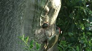 Attēlu rezultāti vaicājumam “Picus viridis nest”