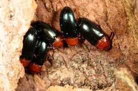 Attēlu rezultāti vaicājumam “Triplax aenea”