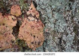 Attēlu rezultāti vaicājumam “Brefeldia maxima spores”