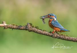 Attēlu rezultāti vaicājumam “Alcedo atthis”
