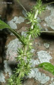 Attēlu rezultāti vaicājumam “Pistillaria sp.”