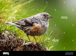 Image result for Prunella collaris