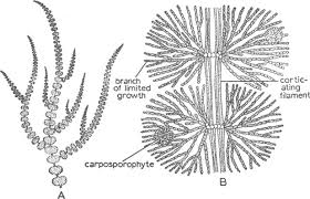 Attēlu rezultāti vaicājumam “Batrachospermum moniliforme”