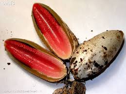 Attēlu rezultāti vaicājumam “Mutinus ravenelii”