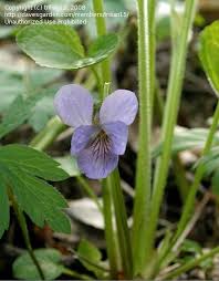 Attēlu rezultāti vaicājumam “Viola mirabilis”