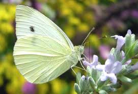 Attēlu rezultāti vaicājumam “Pieris brassicae female”