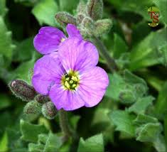 Attēlu rezultāti vaicājumam “Aubrieta deltoidea”