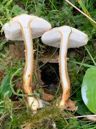 Attēlu rezultāti vaicājumam “Cystoderma amianthinum”