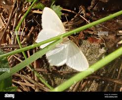 Attēlu rezultāti vaicājumam “Jodis putata”