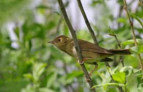 Image result for Locustella fluviatilis