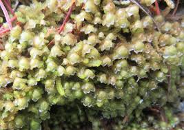 Attēlu rezultāti vaicājumam “Scapania undulata”