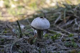 Attēlu rezultāti vaicājumam “Tulostoma fimbriatum”