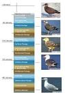 All About Birds : Molting