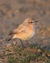 Attēlu rezultāti vaicājumam “Oenanthe oenanthe male”