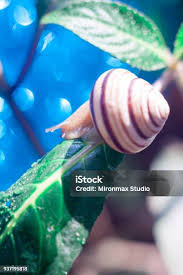 Attēlu rezultāti vaicājumam “Helicidae”