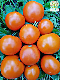 Afbeeldingsresultaat voor caro rich tomato