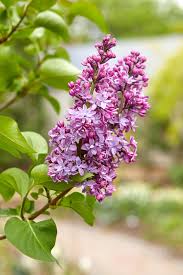Attēlu rezultāti vaicājumam “Syringa vulgaris flower”