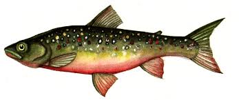 Image result for Salvelinus alpinus