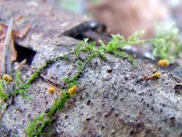 Attēlu rezultāti vaicājumam “Hemitrichia calyculata young”