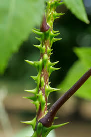 Attēlu rezultāti vaicājumam “Kalopanax septemlobus fruit”