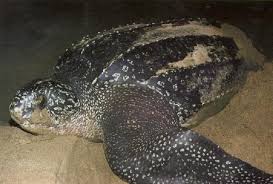 Image result for Dermochelys coriacea