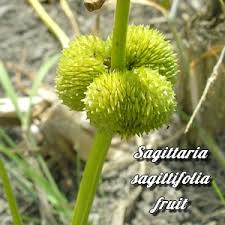 Attēlu rezultāti vaicājumam “Sagittaria sagittifolia fruit”