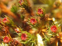 Attēlu rezultāti vaicājumam “Polytrichum piliferum sporophyte”