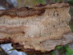 Attēlu rezultāti vaicājumam “Antrodia”