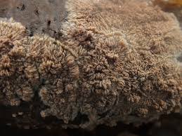 Attēlu rezultāti vaicājumam “Phlebia serialis”