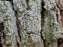 Attēlu rezultāti vaicājumam “Pertusaria pertusa”