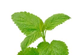 Attēlu rezultāti vaicājumam “Melissa officinalis leaf”