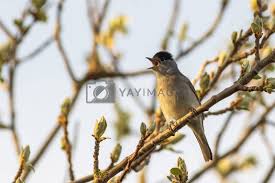 Attēlu rezultāti vaicājumam “Sylvia atricapilla”