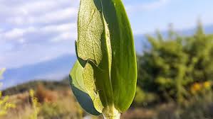 Attēlu rezultāti vaicājumam “Centaurium erythraea bud”